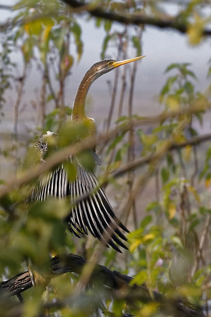 Keoladeo national park-123